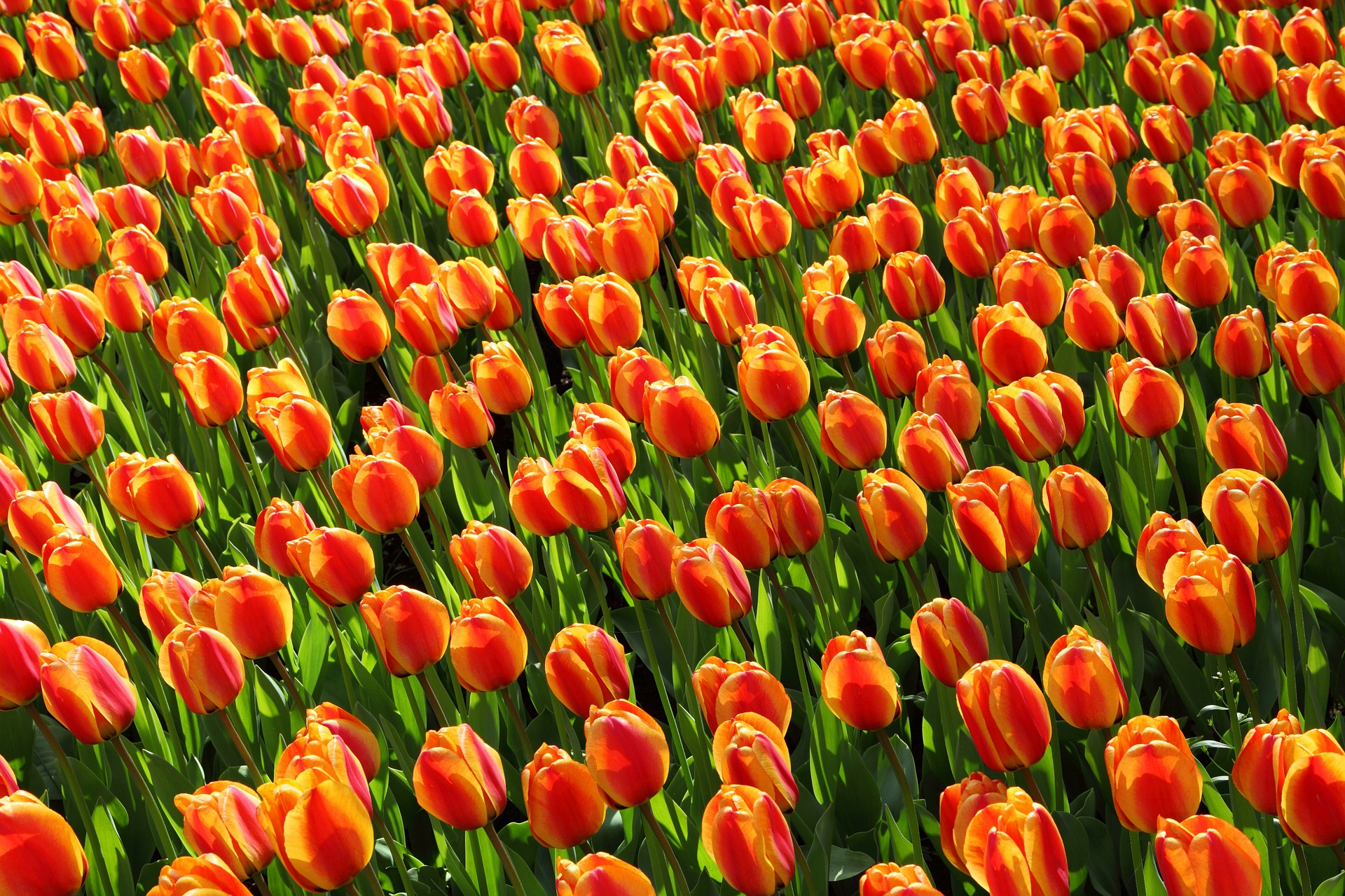 Back In Time Ketika Orang Tergila Gila Pada Gelembung Bunga Tulip Mania Frindos On Finance